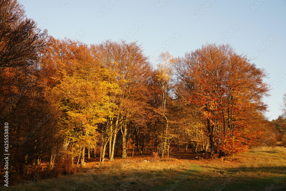 Autumn landscape with meadow and colorful trees. Beautiful panorama of autumn in Europe in Slovakia, Small Carpathians. Nature landscape background.                           