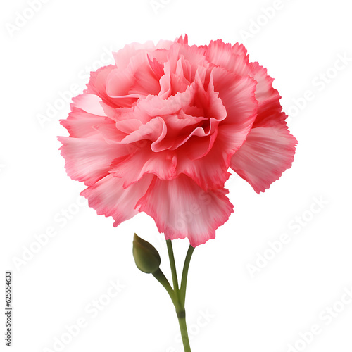 Pink carnation flower isolated on white png transparent background