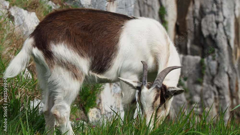 Mountain goats of the cliffs of the Costa Verde by hiking path of the Camino de Santiago - Way of St James Mountain goats of the cliffs of the Costa Verde by hiking path of the Camino de Santiago - Way of St James