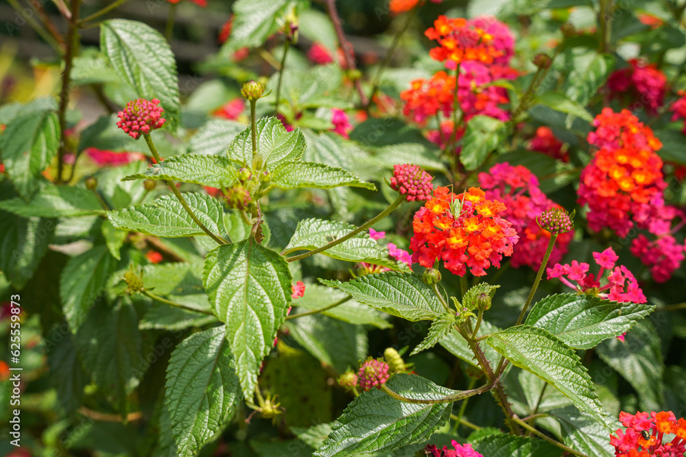Lantana camara (common lantana) is a species of flowering plant within the verbena family (Verbenaceae), Lantana camara (common lantana) is a species of flowering plant within the verbena family (Verbenaceae),