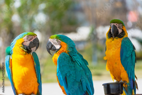 Three yellow-blue macaws on a branch in the park.