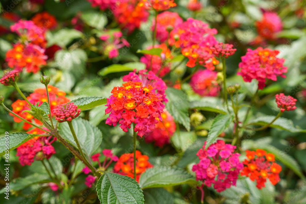 Lantana camara (common lantana) is a species of flowering plant within the verbena family (Verbenaceae), Lantana camara (common lantana) is a species of flowering plant within the verbena family (Verbenaceae),