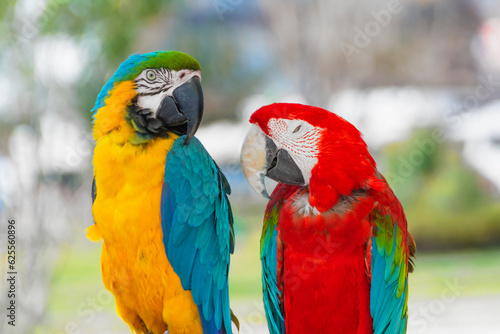 Pair of blue-yellow and red macaw parrots on a branch in the park. © aapsky