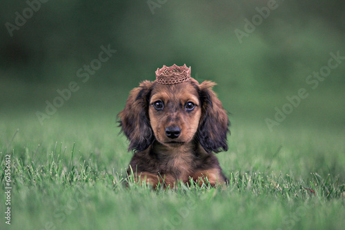long haired dachshund puppy wearing crown