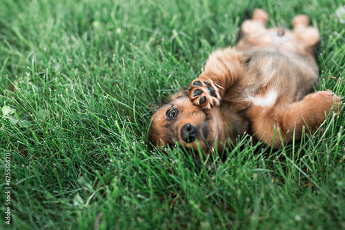 long haired dachshund puppy playing in grass peekaboo