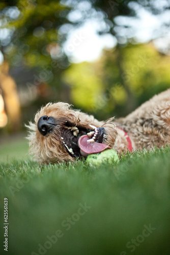 airdale terrier playing with tennis ball in grass
