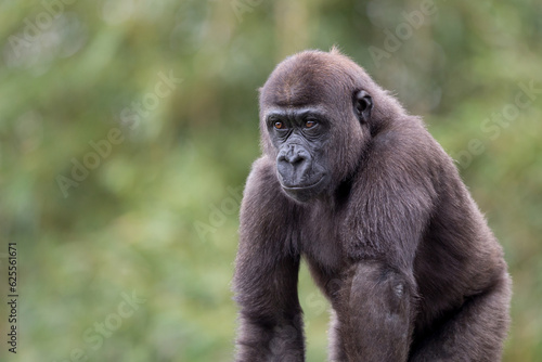 portrait of young gorilla
