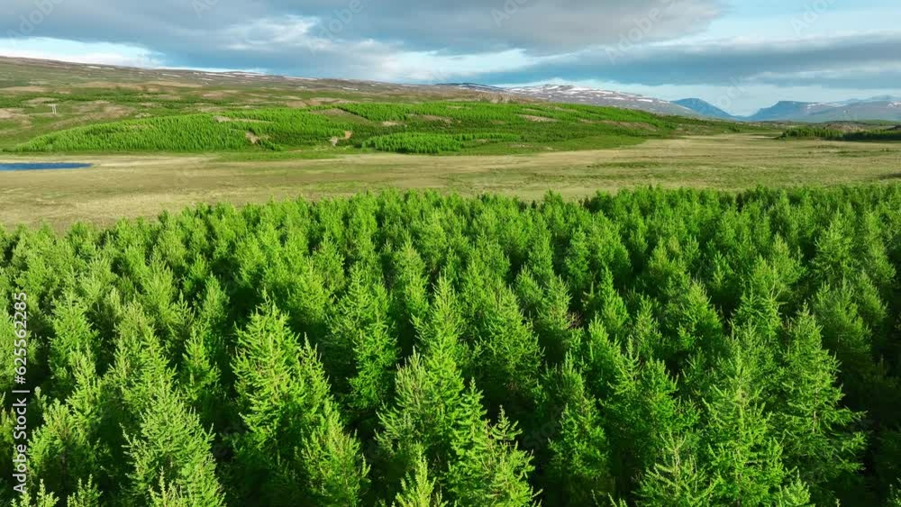 Coniferous summer forest, Scenic landscape aerial view, drone fly over green pine trees and treetops. Coniferous summer forest, Scenic landscape aerial view, drone fly over green pine trees and treetops.