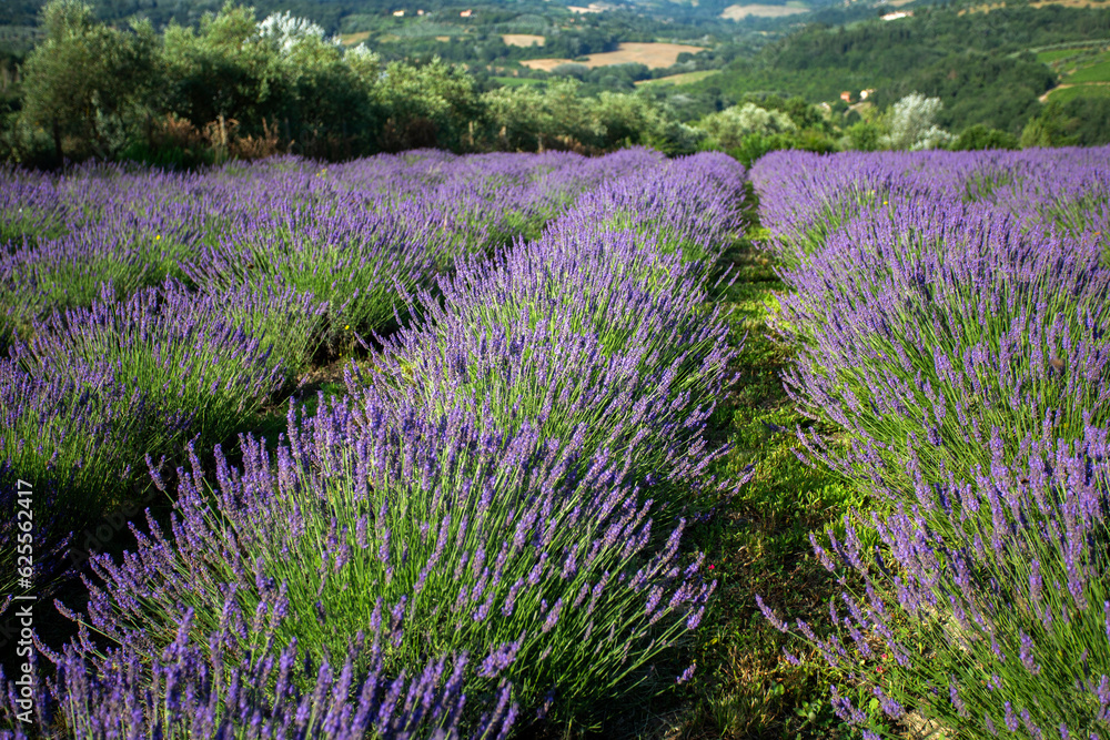 Lavender field in Tuscany, Italy
