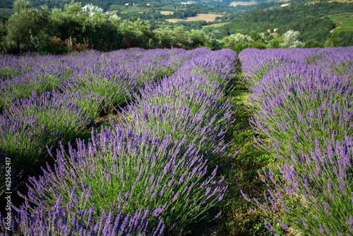 Lavender field in Tuscany  Italy