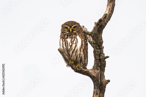 Ferruginous Pygmy owl, Glaucidium brasilianum, Calden forest, La Pampa Province, Patagonia, Argentina. photo