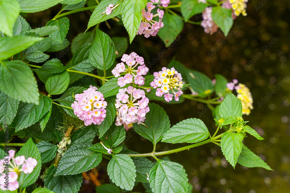 Lantana camara (common lantana) is a species of flowering plant within the verbena family (Verbenaceae), Lantana camara (common lantana) is a species of flowering plant within the verbena family (Verbenaceae),