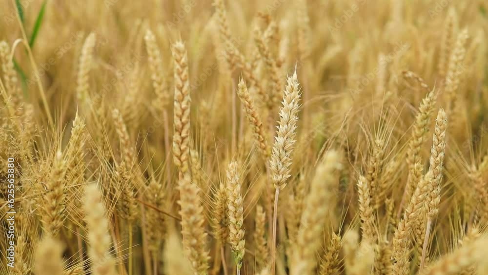 Wheat Field. Ears of wheat close up. Harvest and harvesting concept. High quality FullHD footage Wheat Field. Ears of wheat close up. Harvest and harvesting concept. High quality FullHD footage