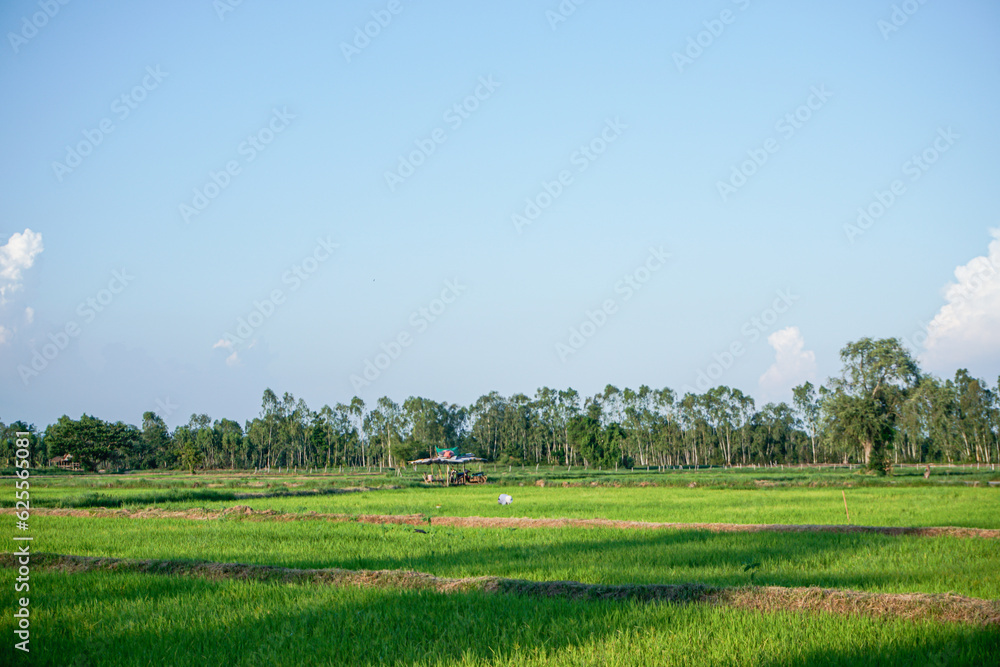 Extensive green rice fields on a beautiful blue sky day