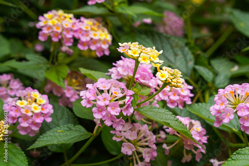 Wallpaper Mural Lantana camara (common lantana) is a species of flowering plant within the verbena family (Verbenaceae), Torontodigital.ca