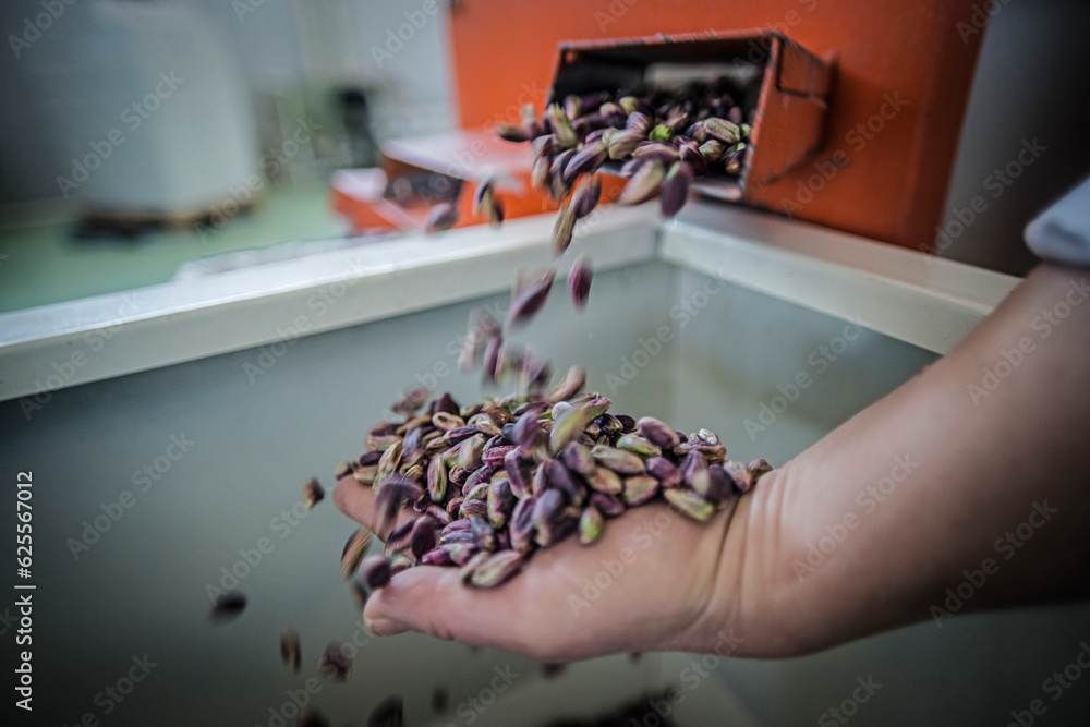 Obraz premium Pistachios from the conveyor belt during the manual discard phase. In Sicily in Bronte