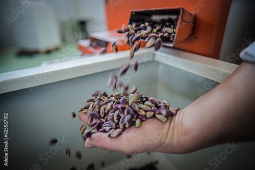 Pistachios from the conveyor belt during the manual discard phase. In Sicily in Bronte