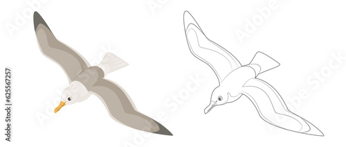 Seagull top view. Outline picture for coloring. Bird in flight isolated on a white background. Soaring seabird silhouette. Vector simple icons.