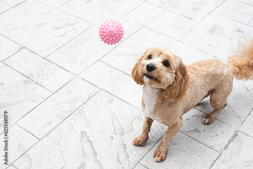 The dog is playing with a pink ball. Dog in a motion. Playful dog