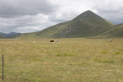 Fototapeta Naklejka Na Ścianę i Meble -  Cow in Campo Imperatore