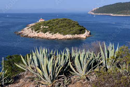 AGAVE PLANT ON THE ADRIATIC SEA ON THE ISLAND OF VIS IN CROATIA.  photo