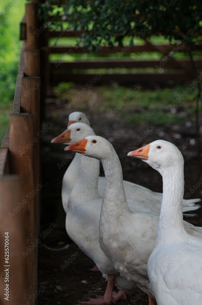 A group of white geese in an enclosure A group of white geese in an enclosure