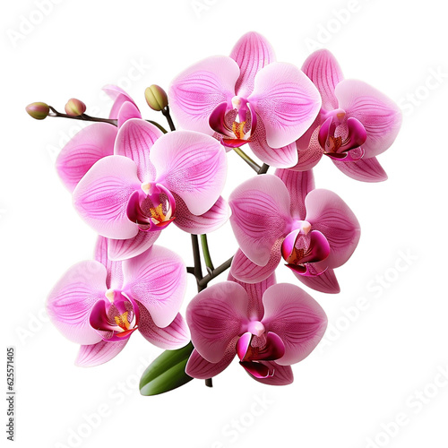 Pink Orchid Isolated on Transparent Background. Generative AI