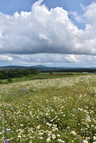 A daisy field in summer  Sainte-Apolline  Qu  bec  Canada