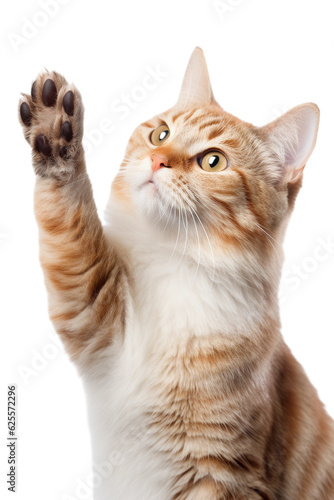 Obraz na płótnie cat giving high five, isolated on white