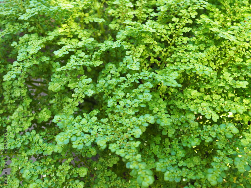 Biennial plant with stems and succulent leaves, small fresh green round leaves, Pilea microphylla (L.) Liebm. Urticaceae are common weeds grows well in humid places . Native to South America ornament Biennial plant with stems and succulent leaves, small fresh green round leaves, Pilea microphylla (L.) Liebm. Urticaceae are common weeds grows well in humid places . Native to South America ornament