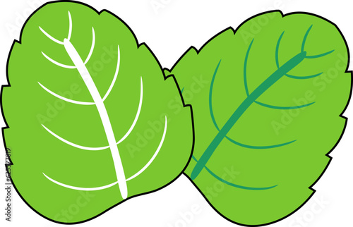 Mint Leaves Illustration