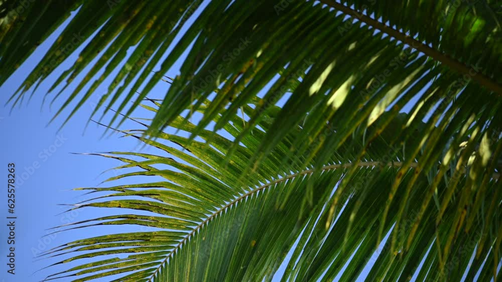 Tropical coconut palm leaf swaying in the wind with sun light, Summer background Tropical coconut palm leaf swaying in the wind with sun light, Summer background