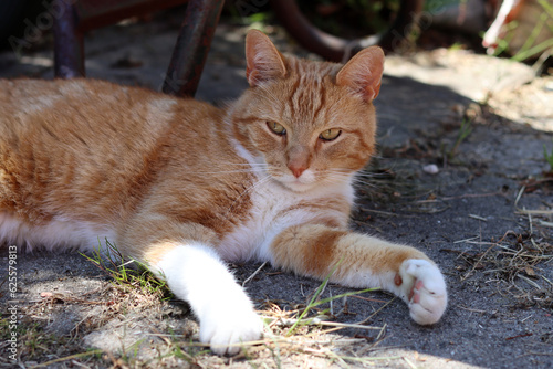 Ginger cat laying on the ground in a garden. Cat resting outdoors. Sunny summer day photo. 