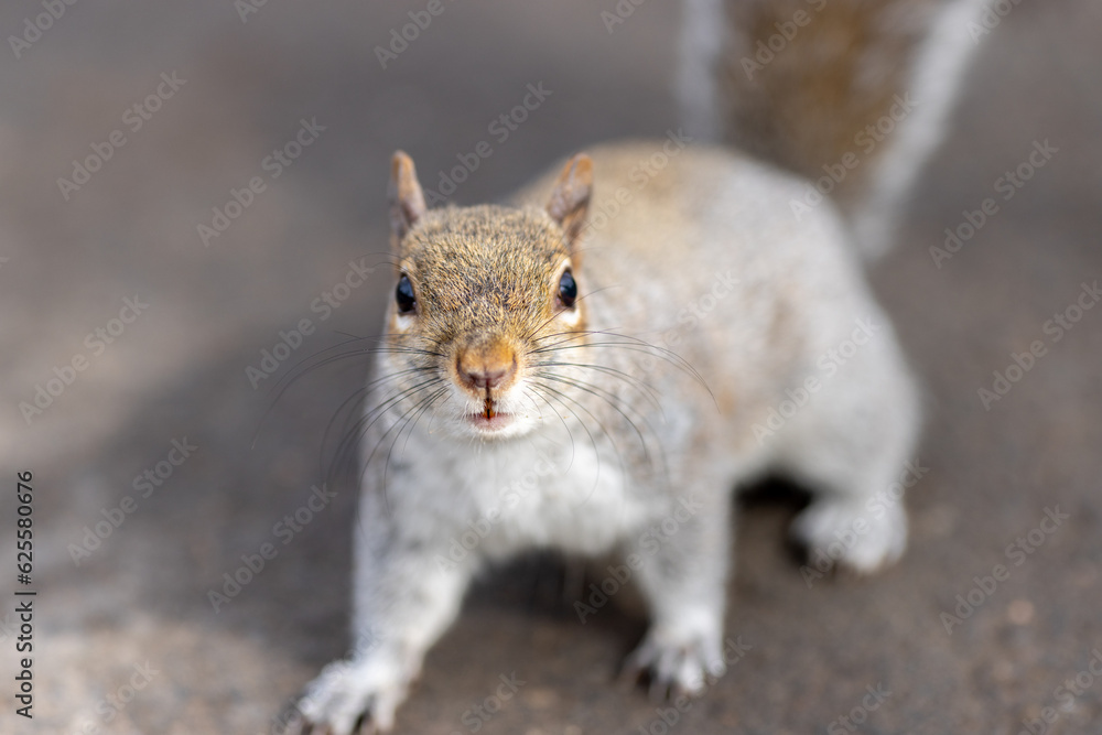squirrel looking at the camera