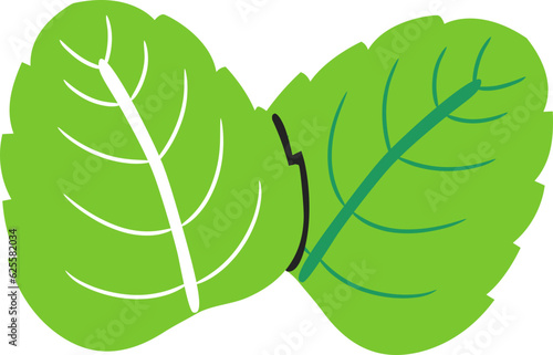 Mint Leaves Flat Style Illustration
