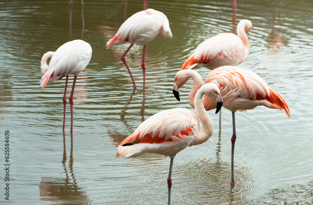 Flamingos in the pond Flamingos in the pond