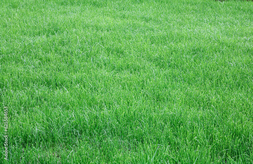 Tło piękny zielonej trawy wzór