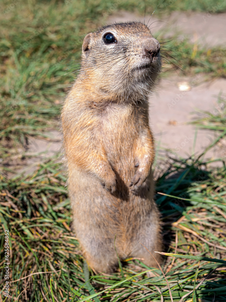 A prairie dog standing on the hind legs and looking around A prairie dog standing on the hind legs and looking around