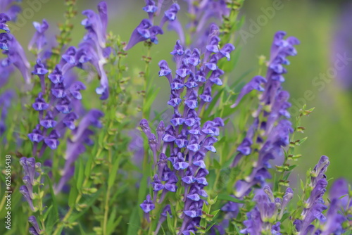 Baikal skullcap, scutellaria baicalensis, medicinal plant. photo