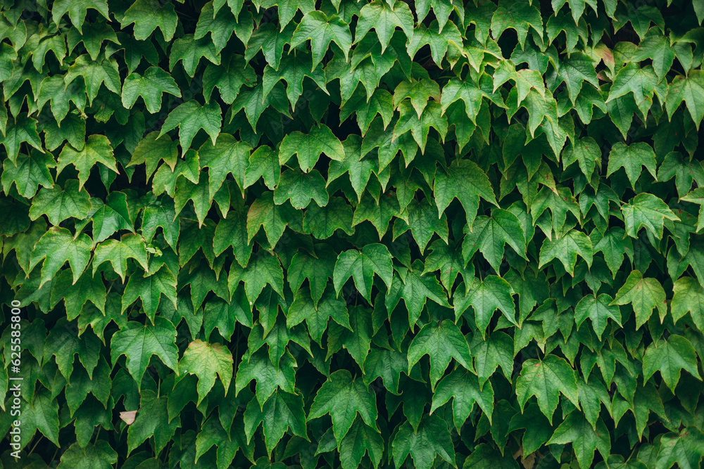 Ivy texture. Ivy hedge background. Ivyberry backdrop. Ivy Green wall