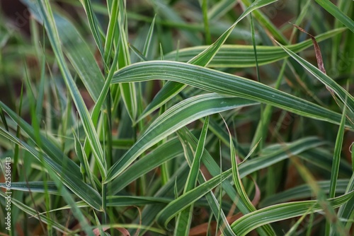 Variegata Carex siderosticha. Sedge decorative, silver wheatgrass. Close up.