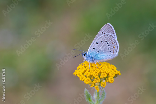 blue butterfly on yellow grass, Common Blue, Polyommatus icarus © kenan