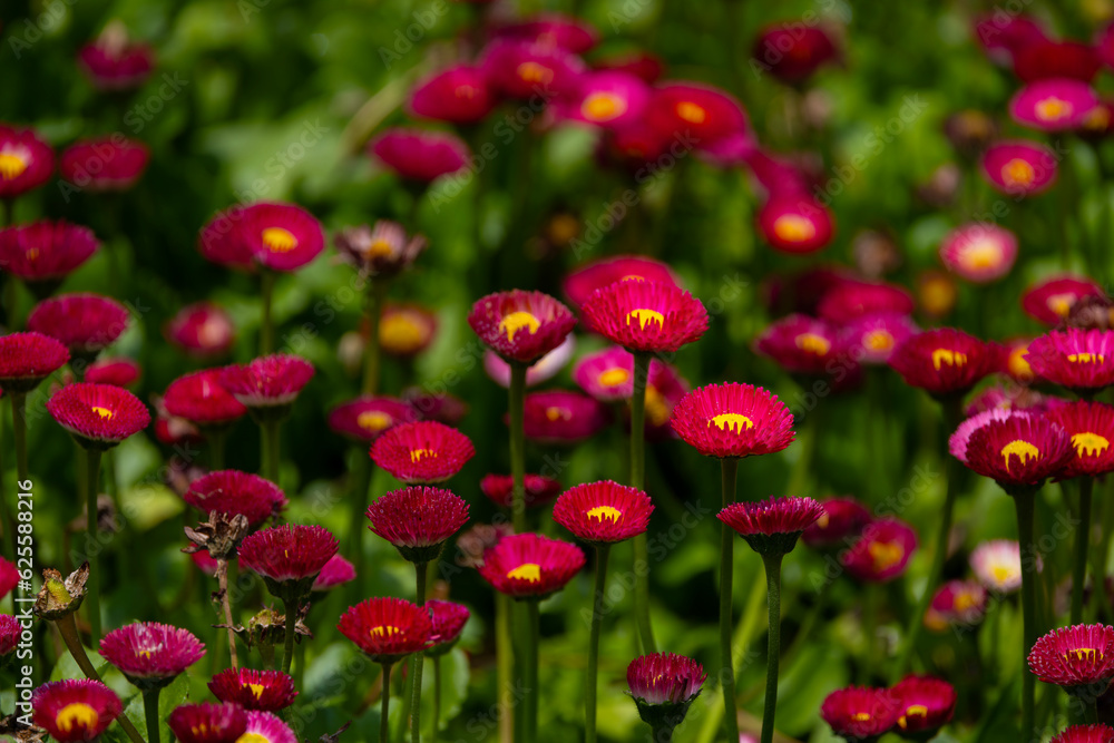 Pink color daisies with green stems and blurred background. (Bellis perennis)