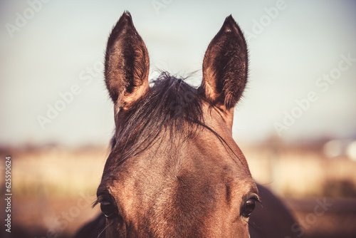 Close-up of a horse's ears. Horse sports equestrian theme.