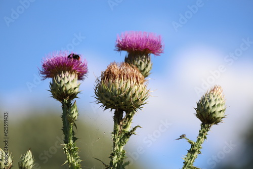 Fototapeta Cynara cardunculus. Purple cardoon flowers in garden. Close up.