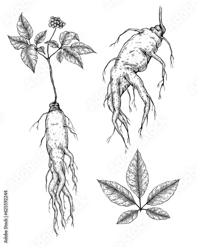 Принти на полотні set of ginseng drawings illustration