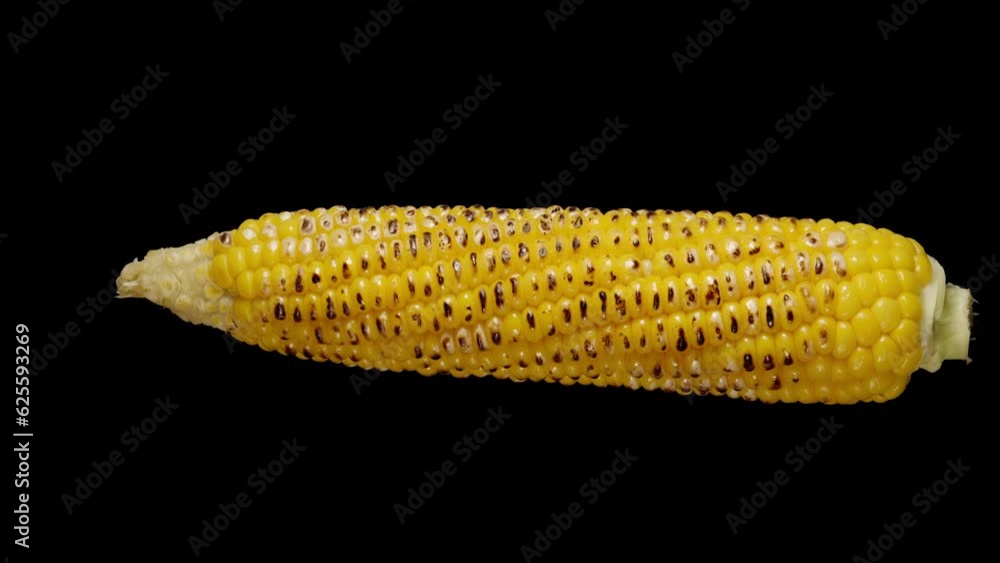 The boiled corn cob with fireroasted kernels rotates on a black