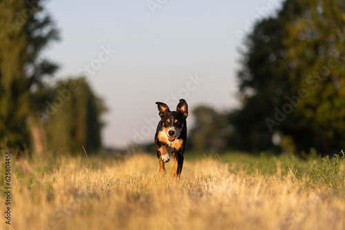 Beautiful dog running in a field on sunset