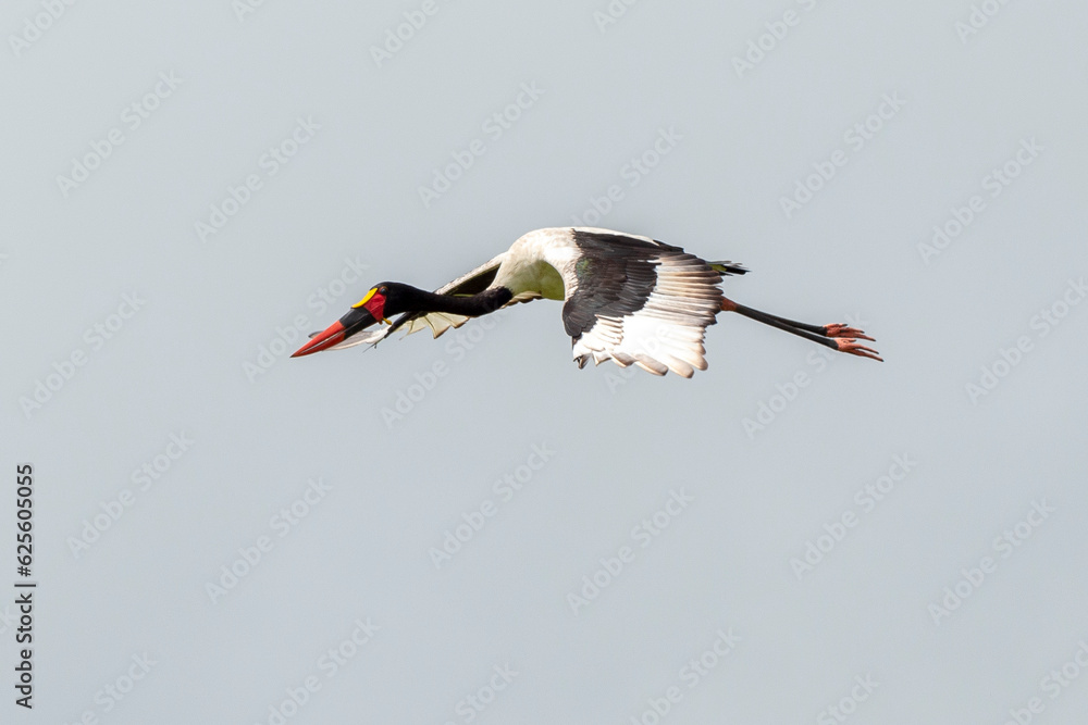 Jabiru d'Afrique.Ephippiorhynchus senegalensis, Saddle billed Stork, Afrique du Sud