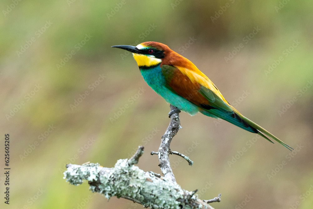 Guêpier d'Europe,.Merops apiaster, European Bee eater Guêpier d'Europe,.Merops apiaster, European Bee eater
